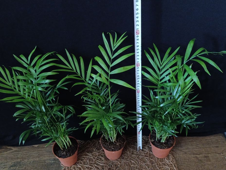 Хамедорея  (Chamaedorea elegans).