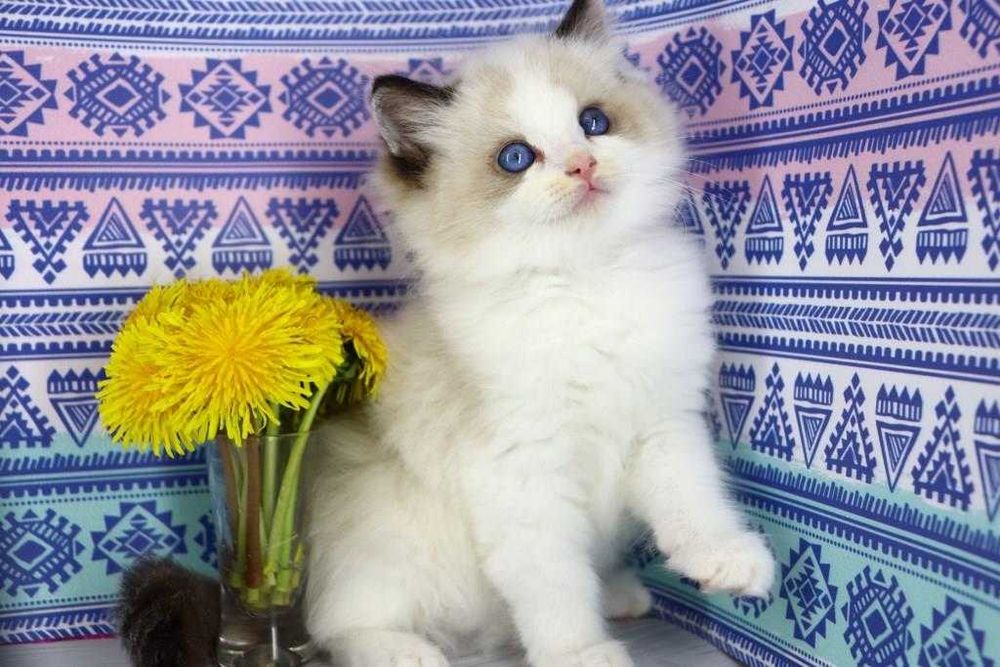 Чудовий та красивий представник рідкісної породи кішок-Ragdoll.