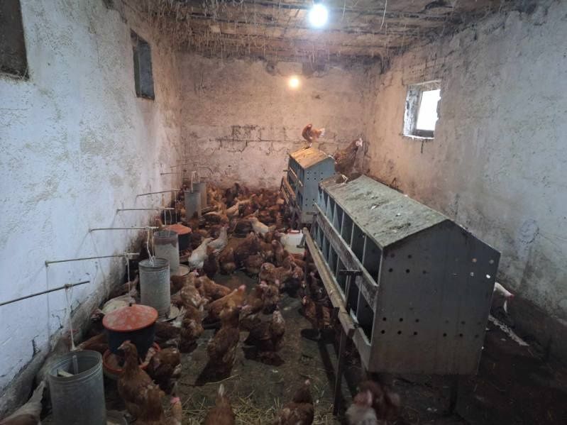 Kury Nioski i Brązowe z jakiem