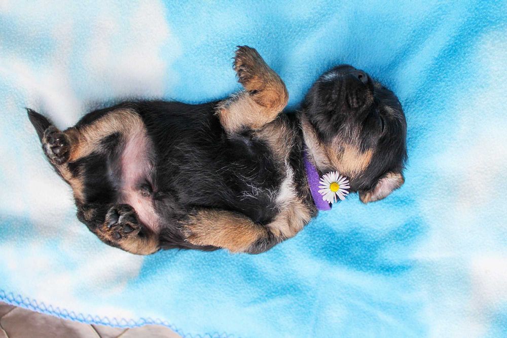 Border Terrier FCI, ZKwP - REZERWACJA - hodowla z miłością!