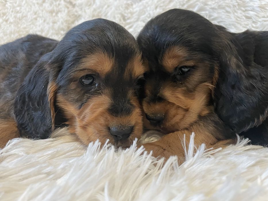 Cocker spaniel piesek