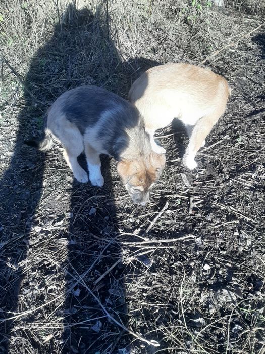 Безхатьки шукають притулок