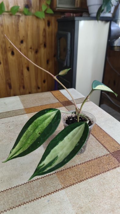 Хойя Macrophylla Pot of Gold