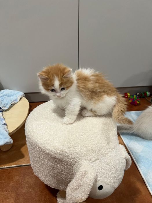 Kot Rasy Munchkin Krótkołapy - Carska Maskotka*PL