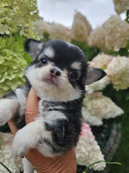 Chihuahua długowłosy FCI