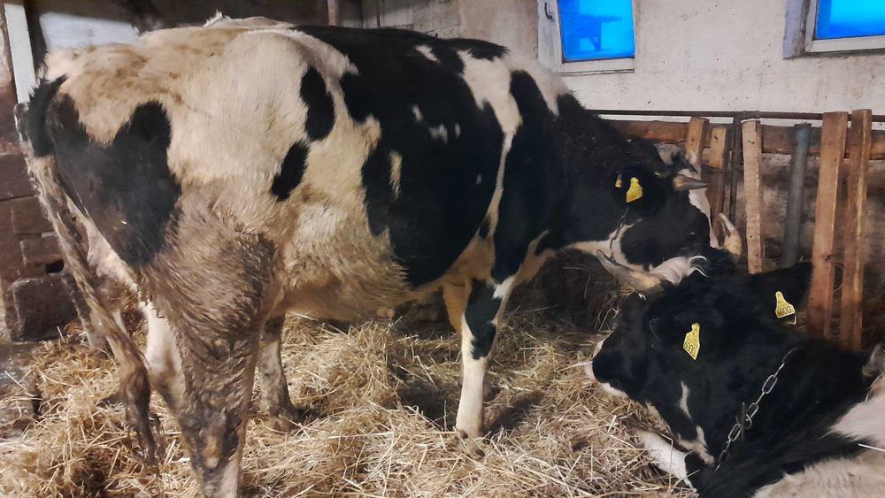 Jałówki wysokocielne