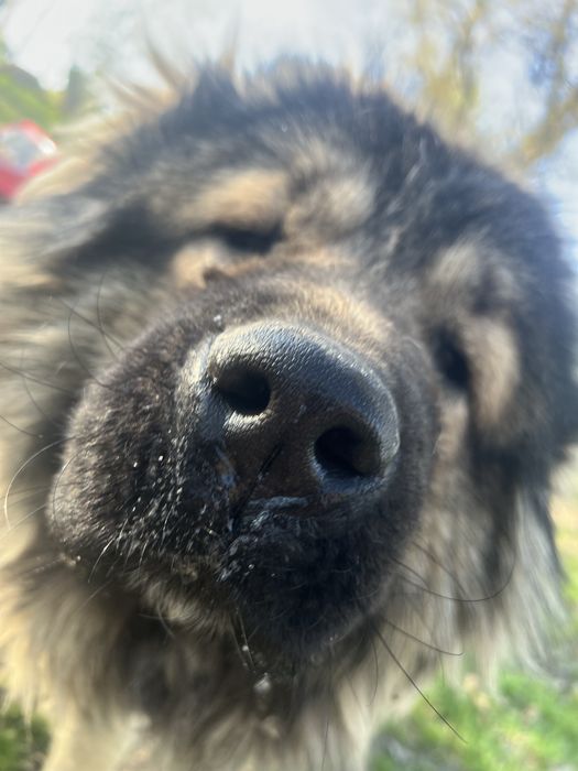 Срочно вязка кавказская овчарка