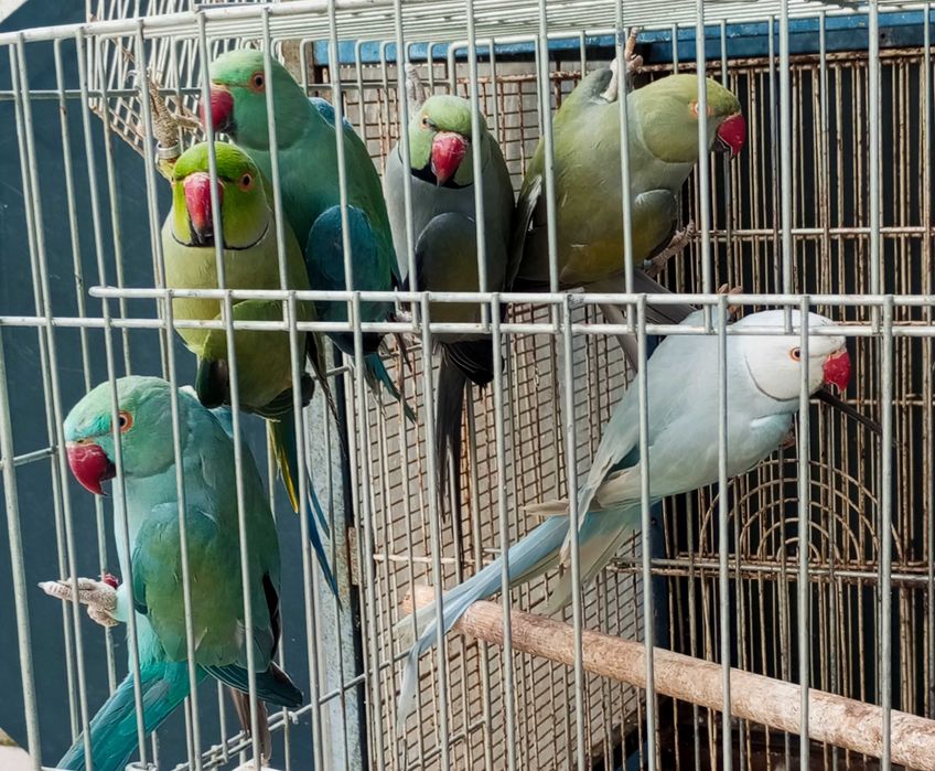 Várias aves disponível