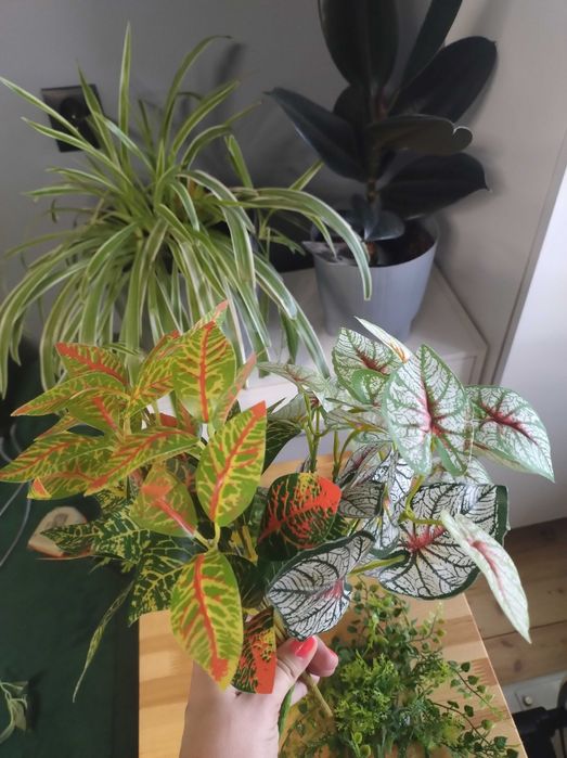 Rośliny do terarium