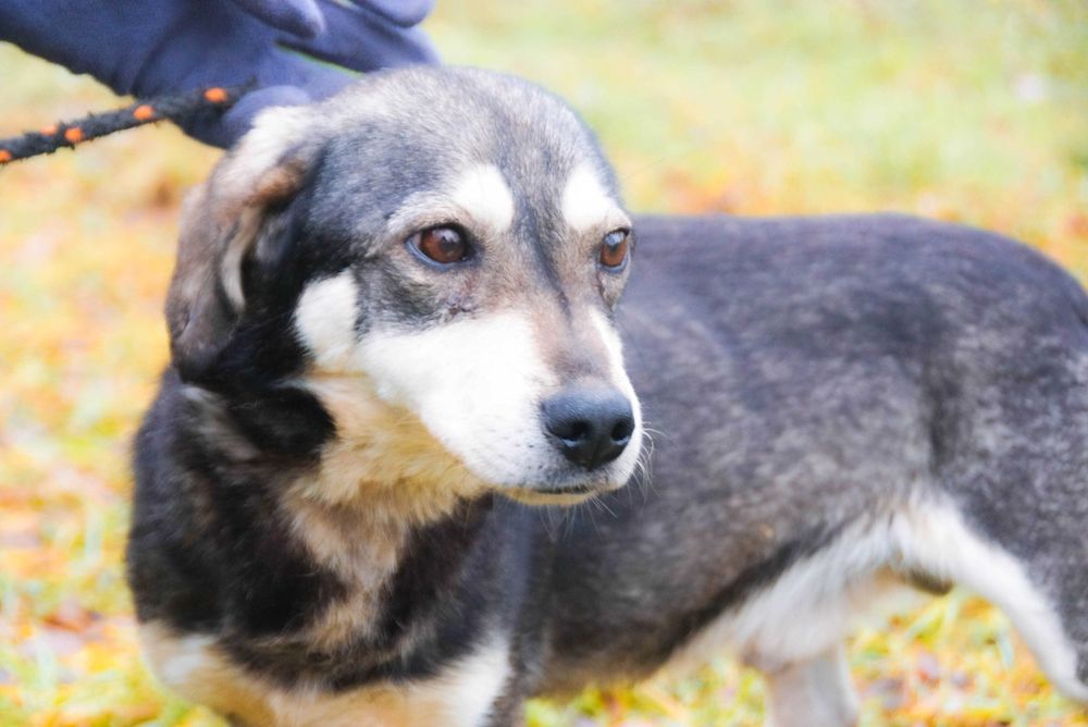 Amador - łagodny, niewielki pies