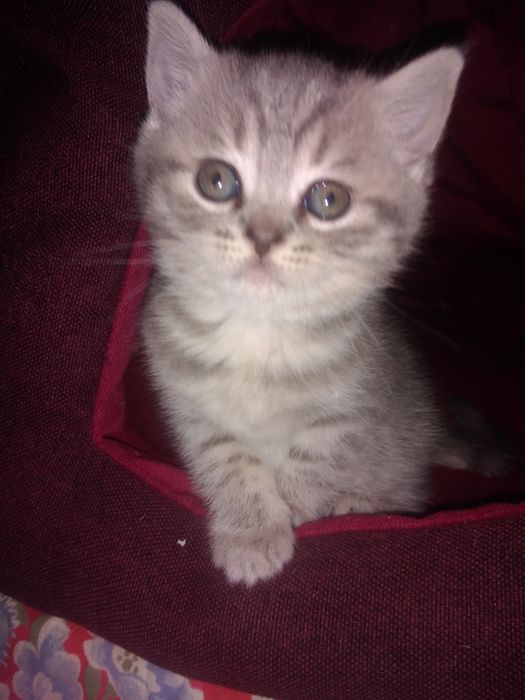 Шотландські кошенята