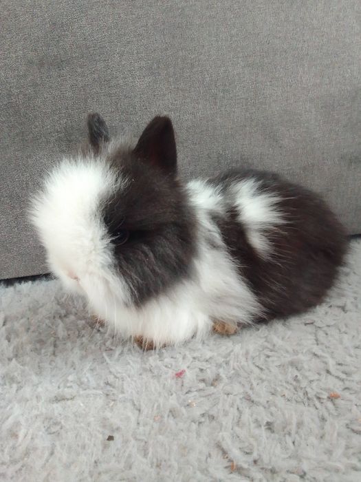 Karzełek Teddy królik mały miniaturka