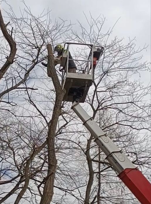 Przycinanie drzew Warszawa | Wycinka drzew | Frezowanie karp pni