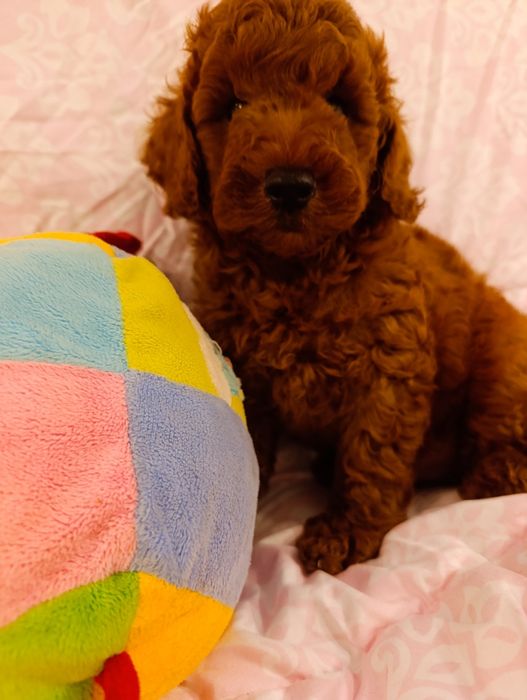 Пудель хлопчик Ред Браун