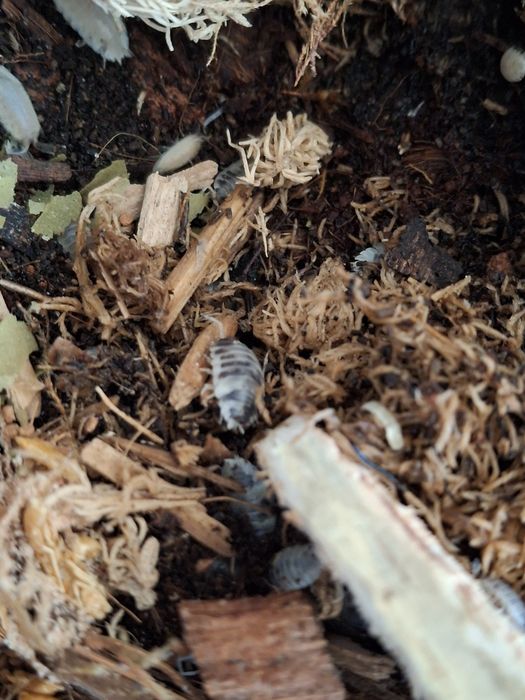 Isopody Prosionki Dairy cow ekipa sprzątają pilnie sprzedam nadwyżkę ca w terrarium