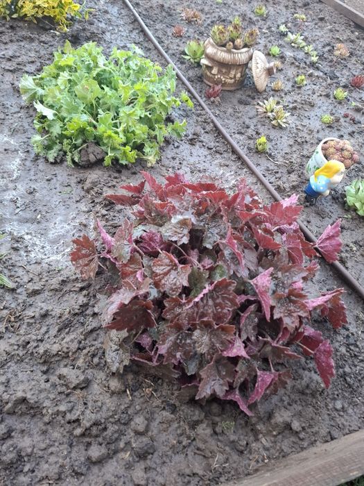 Гейхера, гейхера