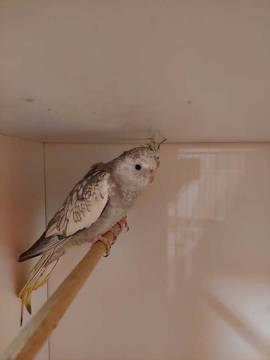 Młodziutkie nimfy lutino