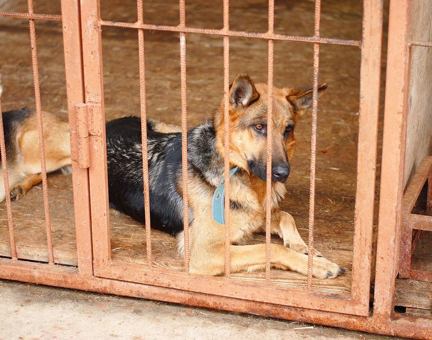 Собачки в хороші сім'ї