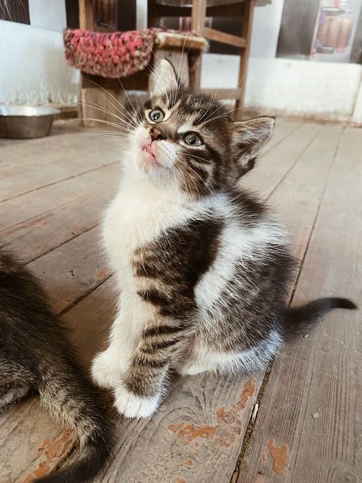 Котики в добрі руки