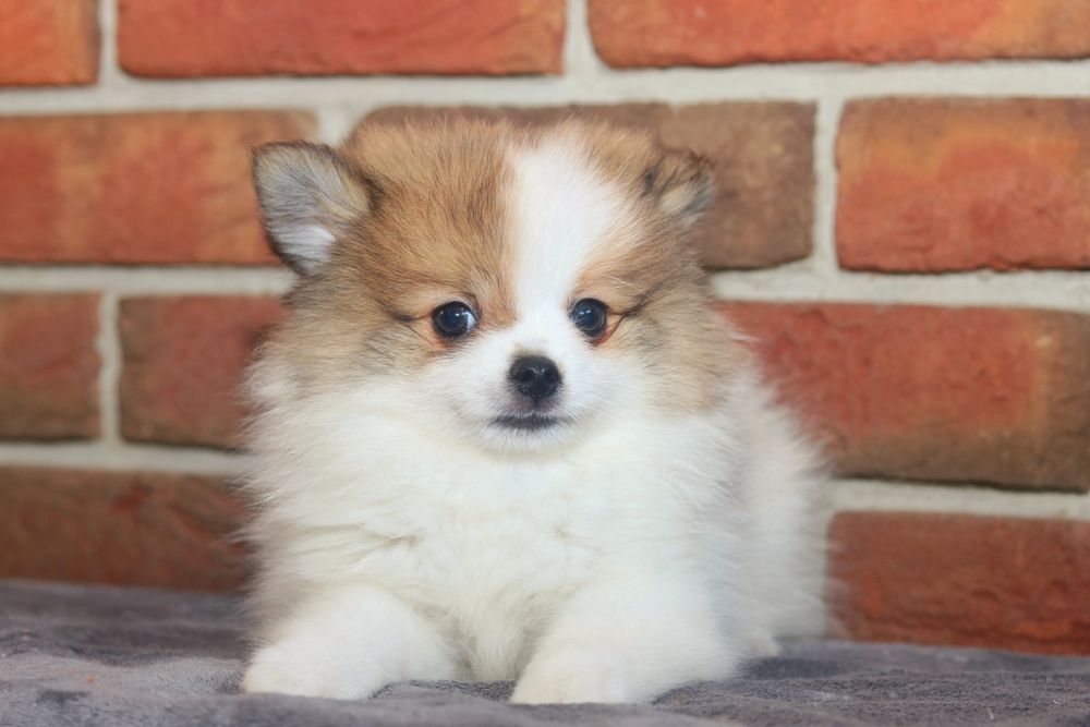 Przepiękny piesek pomeranian