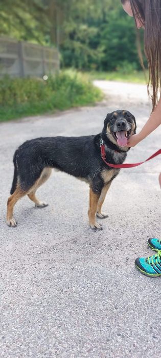 Kochany Tary szuka domu!