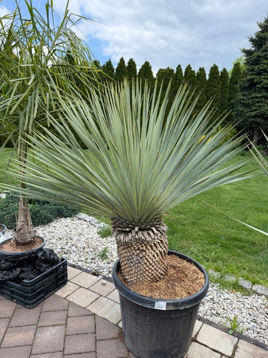 Juka Rostrata - Yucca Rostrata Mrozoodporna roślina egoztyczna HIT