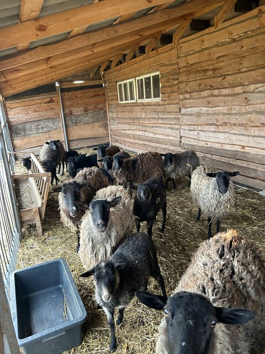 Продам овець баранів