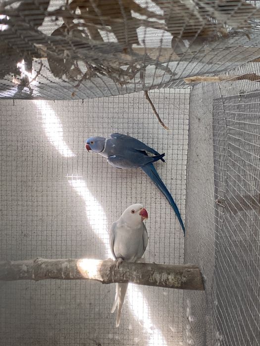 Casais de ring necks