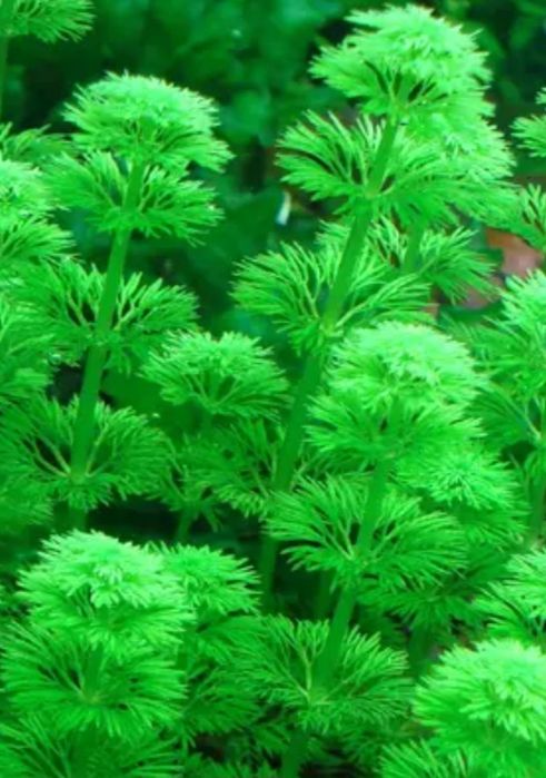 Roślina akwariowa Limnophila sessiliflora