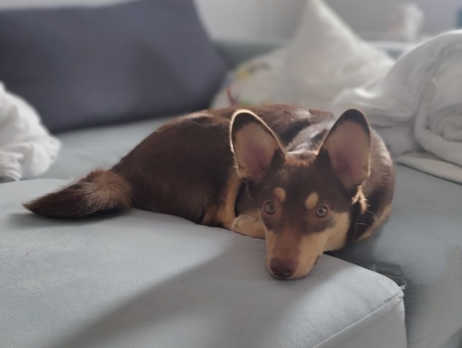 Cookie szuka domu! Od ręki.