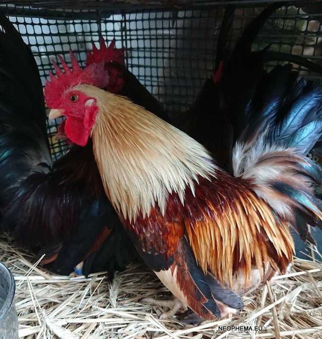 Kurki Chabo tylko w parach  kury z 2024 i 2025 roku