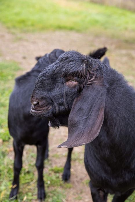 Англо-нубійскі кози