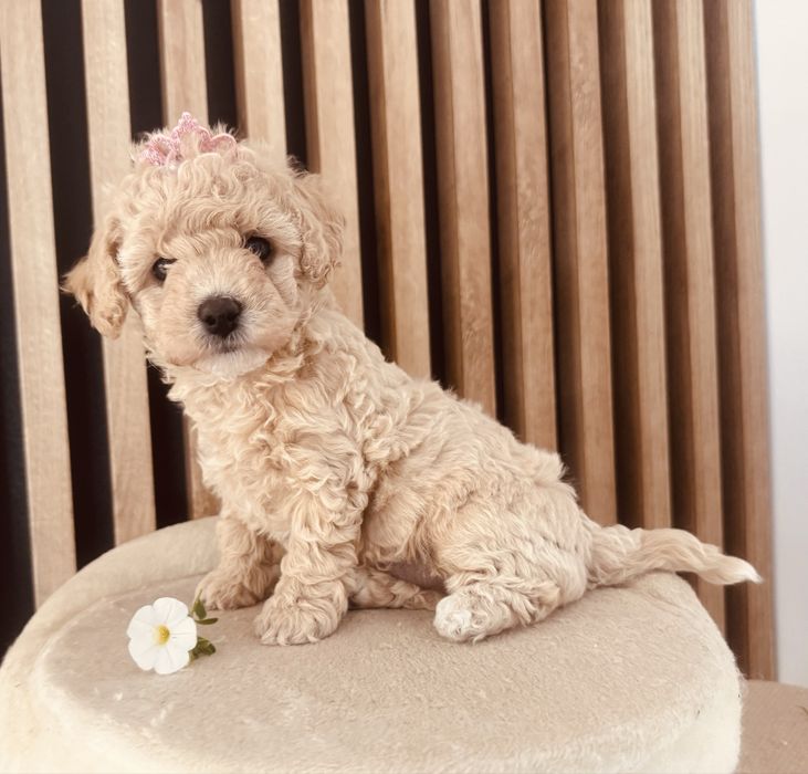 Bichpoo Poochon suczka