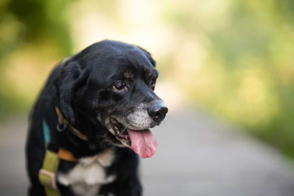 Cudowny Kubuś bardzo prosi o dom