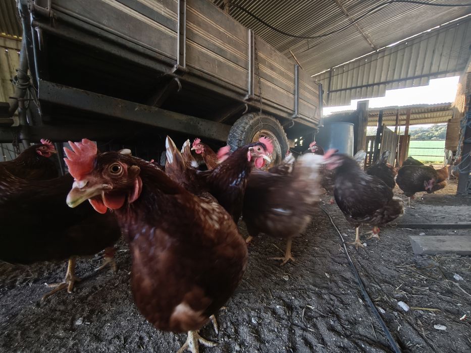 Ovos Frescos Caseiros