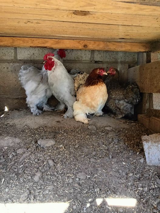 Jajka lęgowe karzełek kochin