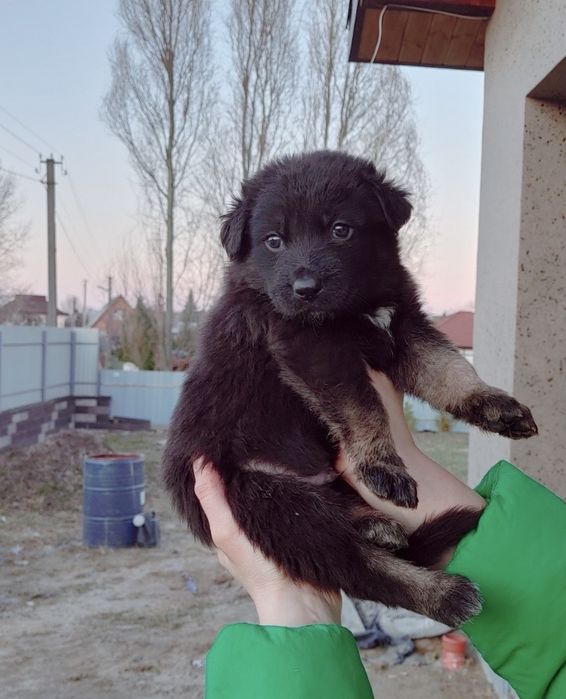 Продам вівчарки чистокровні