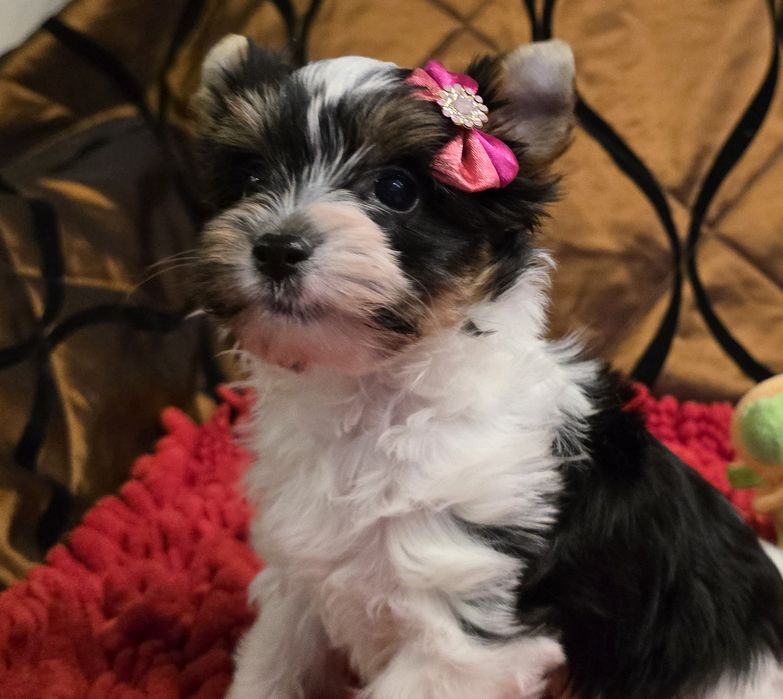 York biewer - Suzi z rodowodem !