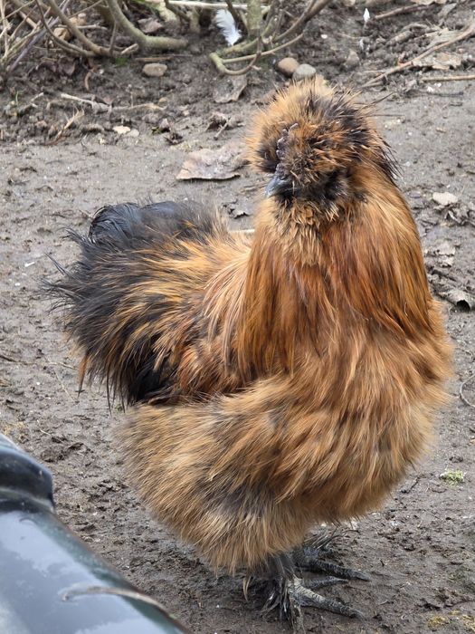 Silki ,hamburskie,lakenvender, biegusy,kogutki mix