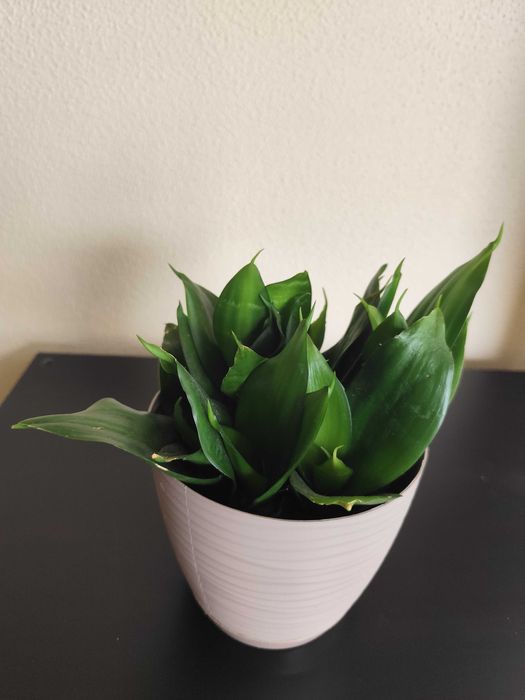 Espada de São Jorge