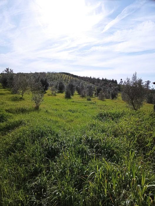 Quinta de 10 Hectares de Olival