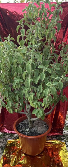 Plantas exterior - diversas