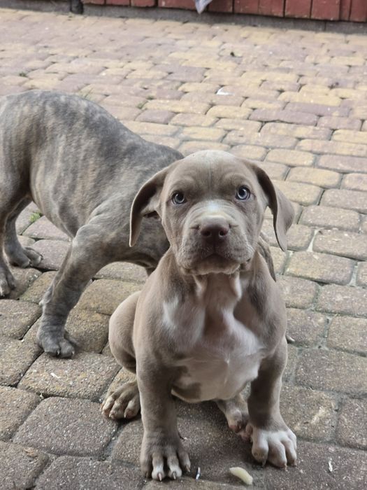 Suczka american bully xl z metryką