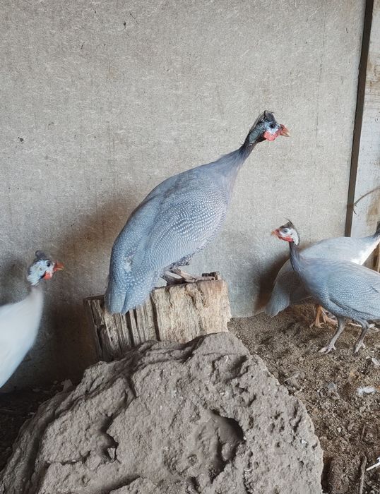 Самець. Цесарки.