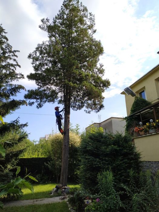 Wycinka drzew, sprzatanie terenu