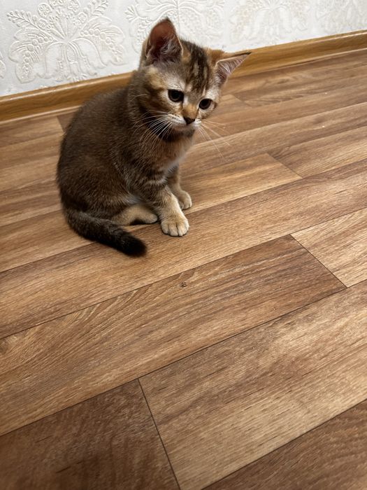 Шотландские котята