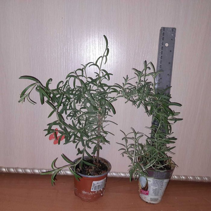 Розмарин у горщику