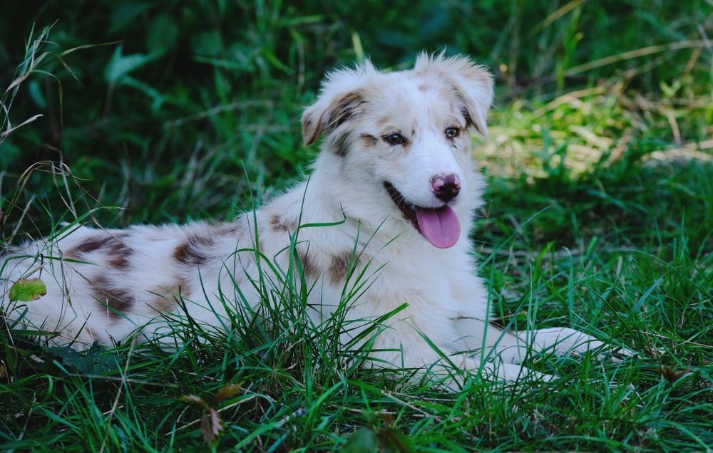 Suczka red merle owczarek australijski ZKwP/FCI