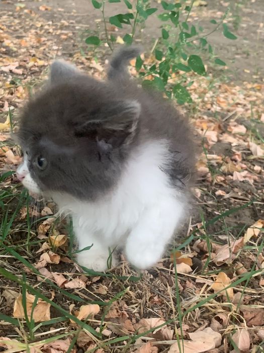 Кошенята в добрі руки