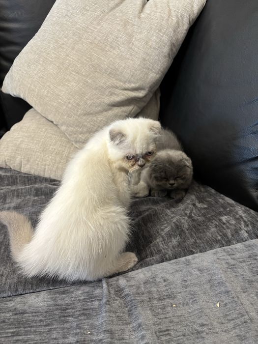 Gatinho scottich meigo puro e meigo